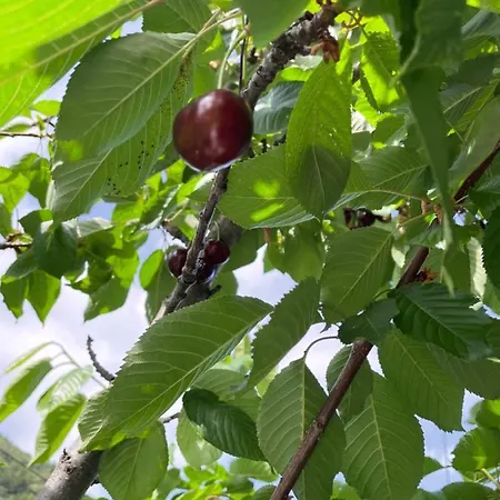 Vakantiehuis Elia & Meli Kallirákhi