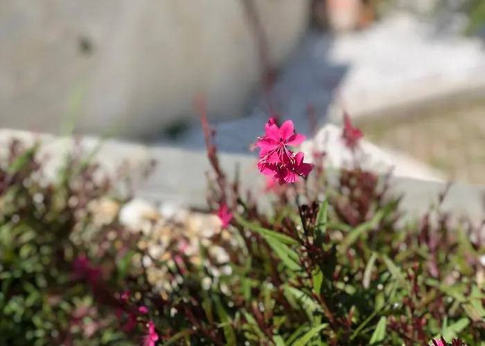 Elia & Meli Case de vacanță *
