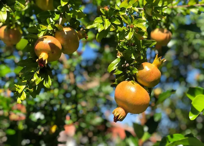Elia & Meli Case de vacanță