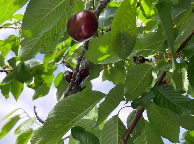 Case de vacanță Elia & Meli Kallirákhi